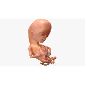 Human Fetus 12 Weeks Rigged model